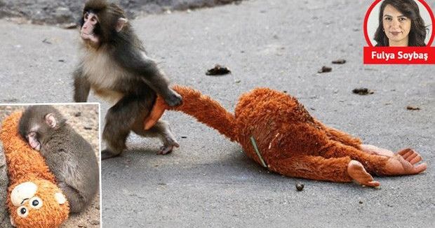 Punch’ın Hikayesi İnsanlığın En Derin Yalnızlıklarına Dokundu