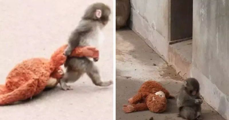 Annesi tarafından terk edilen maymun, peluş oyuncakla teselli buldu
