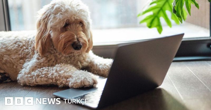 Yapay Zeka ve Yeni Teknolojilerle Hayvanların İletişimi Anlama Çabaları Artıyor