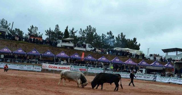 İzmir Kemalpaşa’da 3. Boğa Güreşleri Festivali Yoğun Katılımla Gerçekleşti