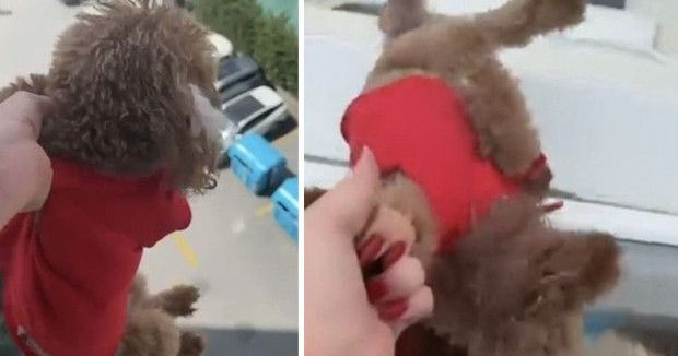 Bahçeşehir'de Kadının Köpeğe Yaptığı Muamele Sosyal Medyada Tepki Topladı