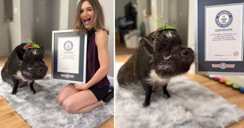 Merlin Domuz, Instagram’da En Çok Takip Edilen Hayvan Olarak Guinness Rekoru Kırdı