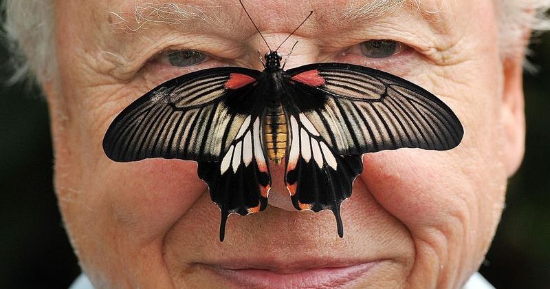Sir David Attenborough 100. Yaşını Kutladı: Doğa Tarihinin Efsanevi Anlatıcısı