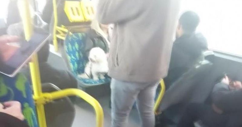 İstanbul'da Metrobus Koltuğuna Oturan Köpek Tartışma Yarattı