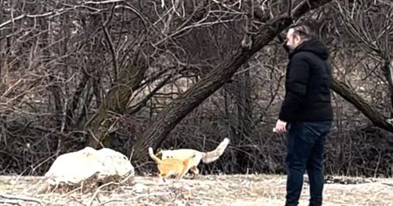 Erzincan'da Sokak Kedisi ve Tilkinin Ortak Doğa Gezisi Kamerada