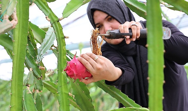 Büyükşehir'den üreticilere katma değeri yüksek alternatif ürün desteği