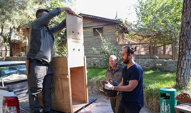 Büyükşehir Doğal Yaşam Parkı'nın tedavi edilen Yılan Kartalı doğaya geri döndü