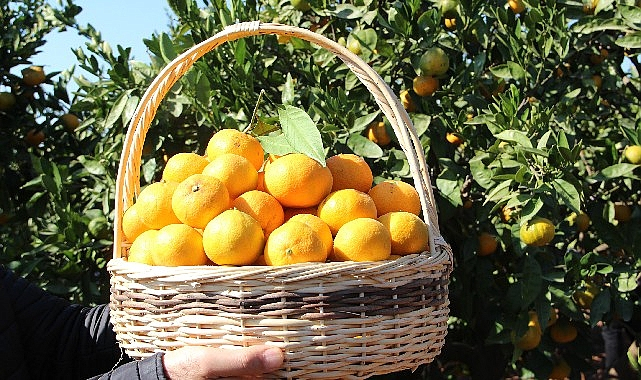 Satsuma Mandalinasının İhracat Serüveni 17 Ekim’de Başlıyor