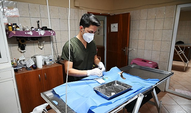 Kemer'de Kasım Ayında 227 Sokak Hayvanı Kısırlaştırıldı