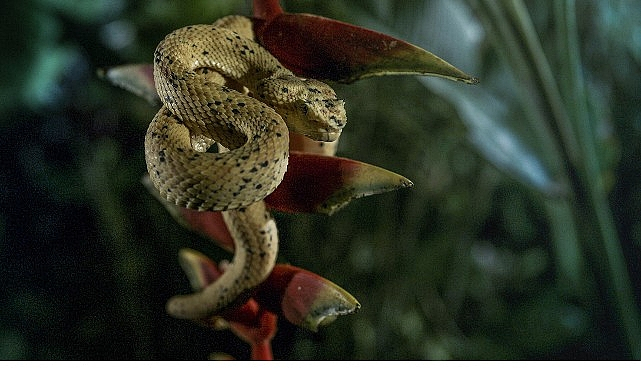 'Karanlık Çökünce Özel', 4 Ocak Pazar 20.00'de National Geographic WILD'da!